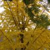 Autumn-Leaves---JiaWu-Year